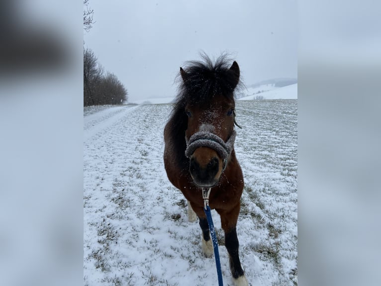 Fler ponnyer/små hästar Blandning Valack 19 år 110 cm Brun in Zöbern