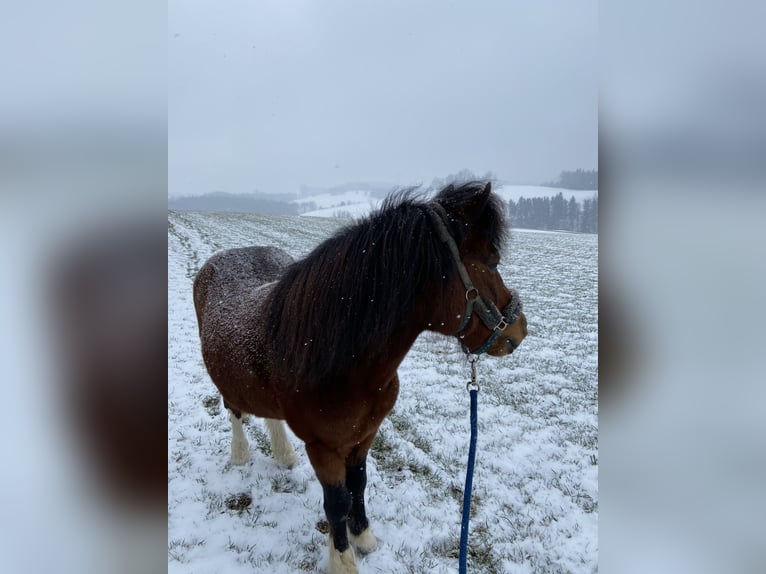 Fler ponnyer/små hästar Blandning Valack 19 år 110 cm Brun in Zöbern