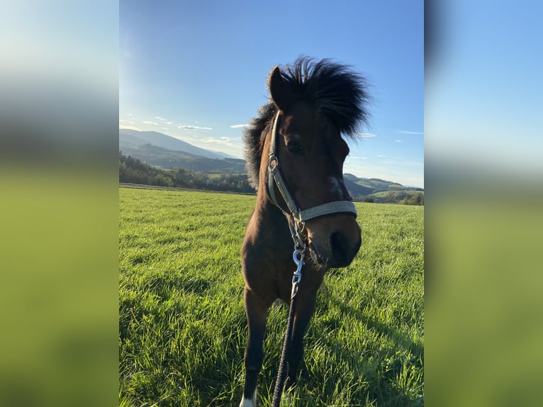 Fler ponnyer/små hästar Blandning Valack 19 år 110 cm Brun in Zöbern