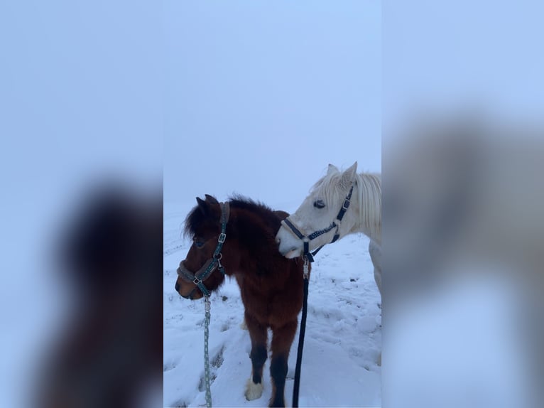 Fler ponnyer/små hästar Blandning Valack 19 år 110 cm Brun in Zöbern