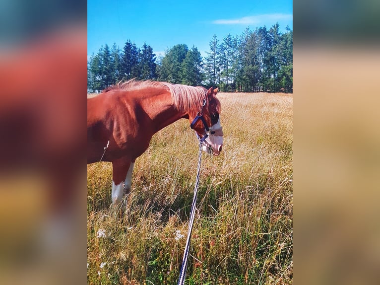 Fler ponnyer/små hästar Blandning Valack 19 år 143 cm fux in Hontheim