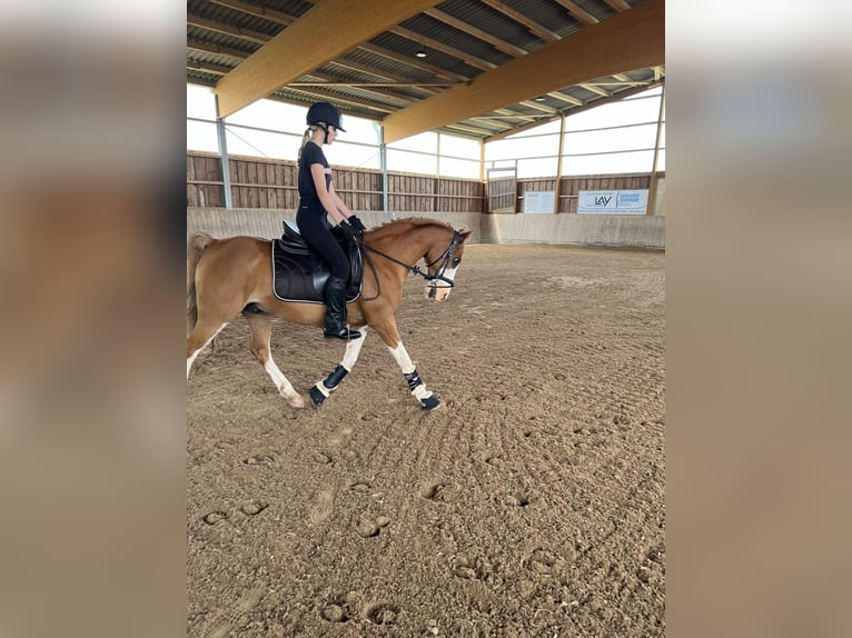 Fler ponnyer/små hästar Blandning Valack 19 år 143 cm fux in Hontheim