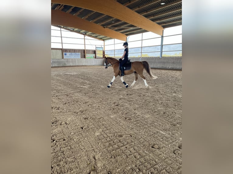 Fler ponnyer/små hästar Blandning Valack 19 år 143 cm fux in Wittlich