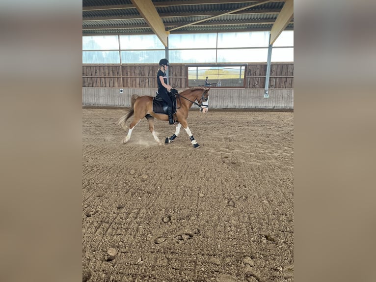 Fler ponnyer/små hästar Blandning Valack 19 år 143 cm fux in Wittlich