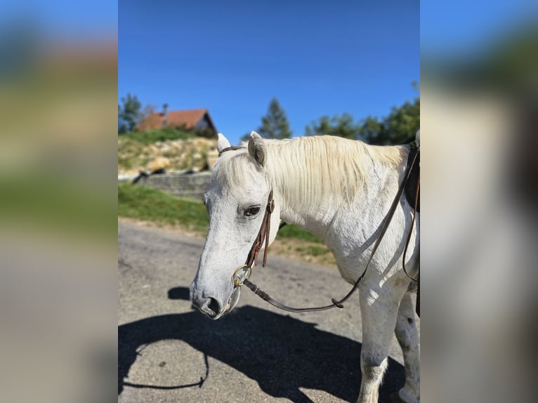 Fler ponnyer/små hästar Blandning Valack 20 år 135 cm Gråskimmel in Geislingen an der Steige/ Stötten