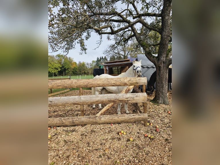 Fler ponnyer/små hästar Blandning Valack 20 år 135 cm Gråskimmel in Geislingen an der Steige/ Stötten