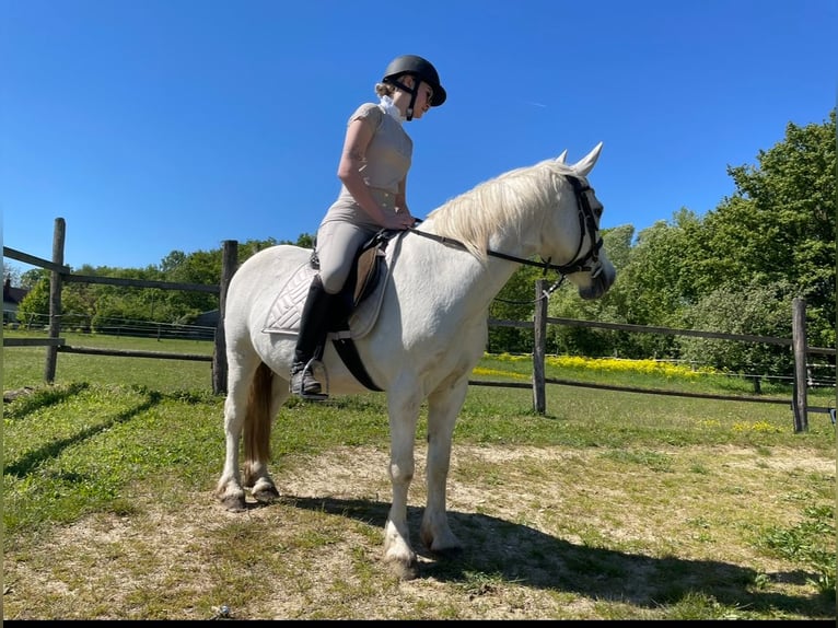 Fler ponnyer/små hästar Valack 21 år 148 cm Grå in Nickelsdorf