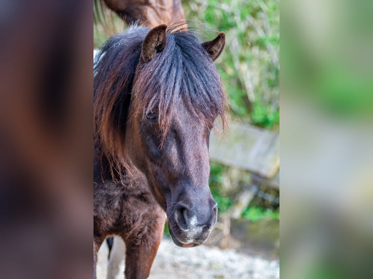 Fler ponnyer/små hästar Blandning Valack 2 år 120 cm in Glödnitz