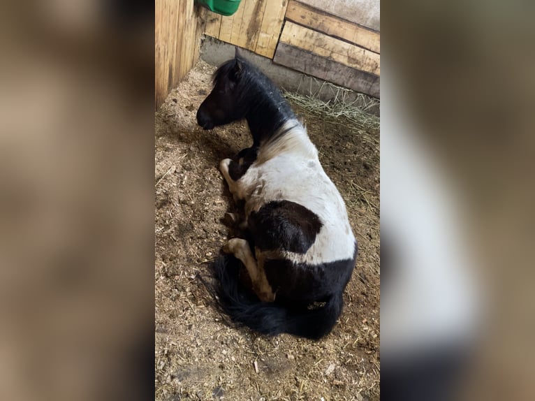 Fler ponnyer/små hästar Blandning Valack 2 år 120 cm in Glödnitz