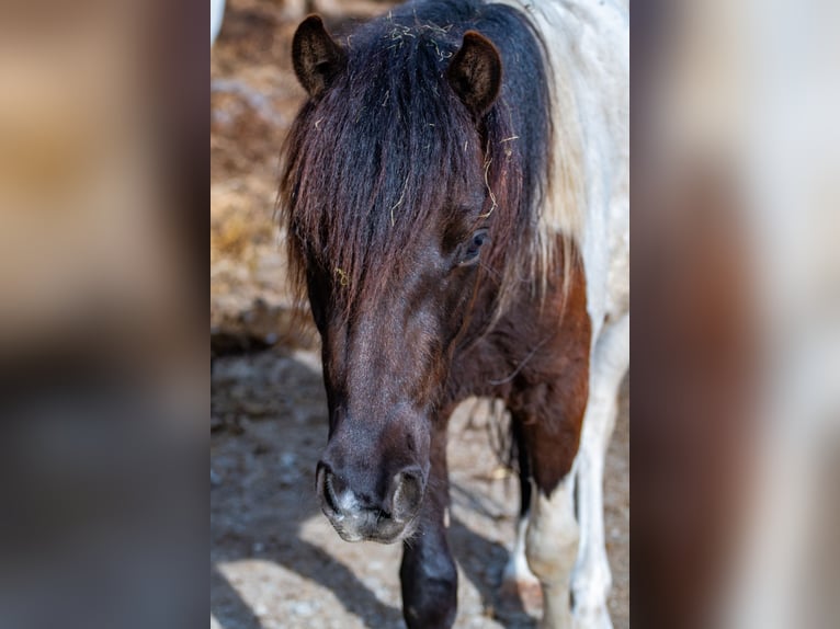 Fler ponnyer/små hästar Blandning Valack 2 år 120 cm in Glödnitz