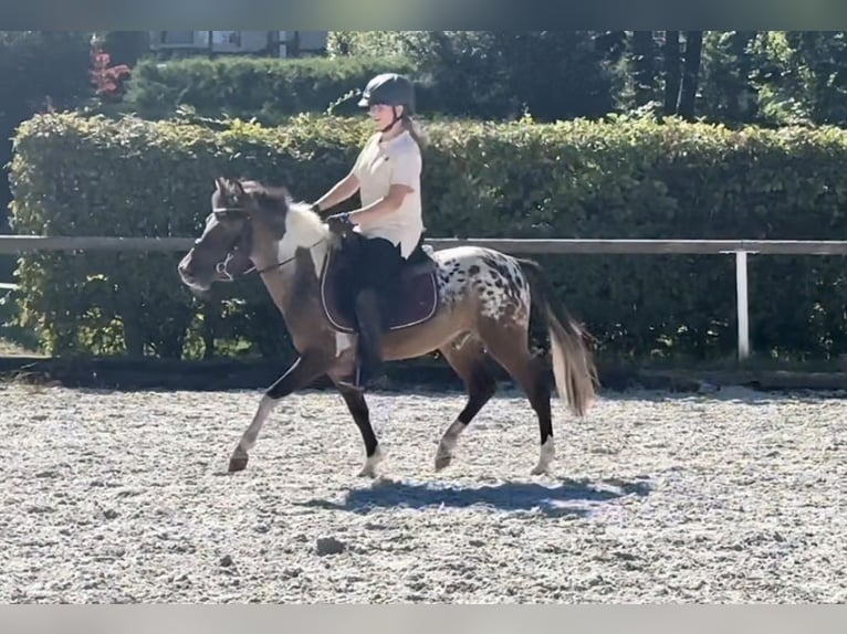 Fler ponnyer/små hästar Valack 3 år 118 cm Rödskimmel in Neustadt (Wied)