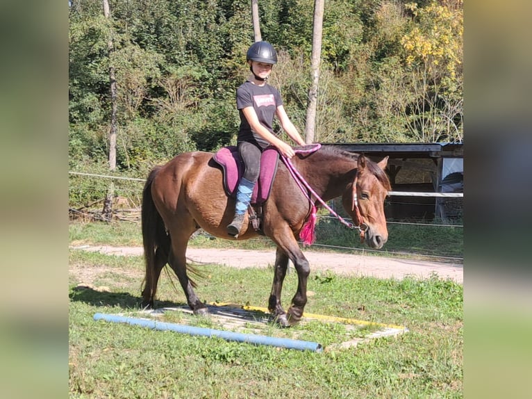 Fler ponnyer/små hästar Valack 3 år 130 cm Brun in Bayerbach