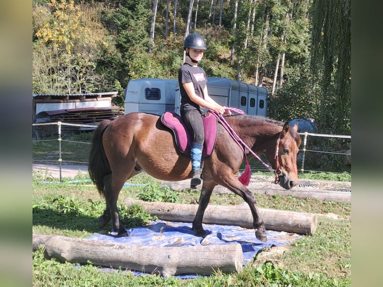 Fler ponnyer/små hästar Valack 3 år 130 cm Brun in Bayerbach