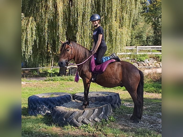 Fler ponnyer/små hästar Valack 3 år 130 cm Brun in Bayerbach