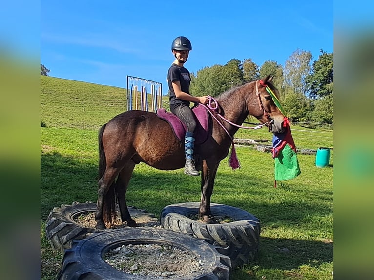 Fler ponnyer/små hästar Valack 3 år 130 cm Brun in Bayerbach