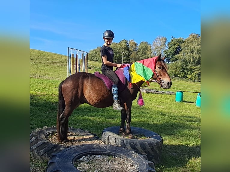 Fler ponnyer/små hästar Valack 3 år 130 cm Brun in Bayerbach