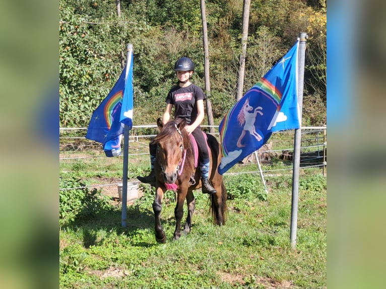 Fler ponnyer/små hästar Valack 3 år 130 cm Brun in Bayerbach