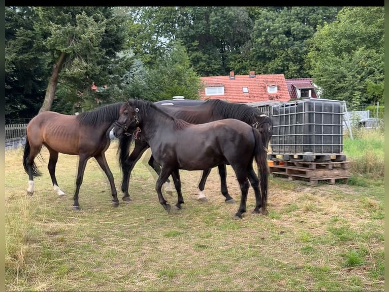 Fler ponnyer/små hästar Valack 3 år 135 cm Brun in Wanzleben