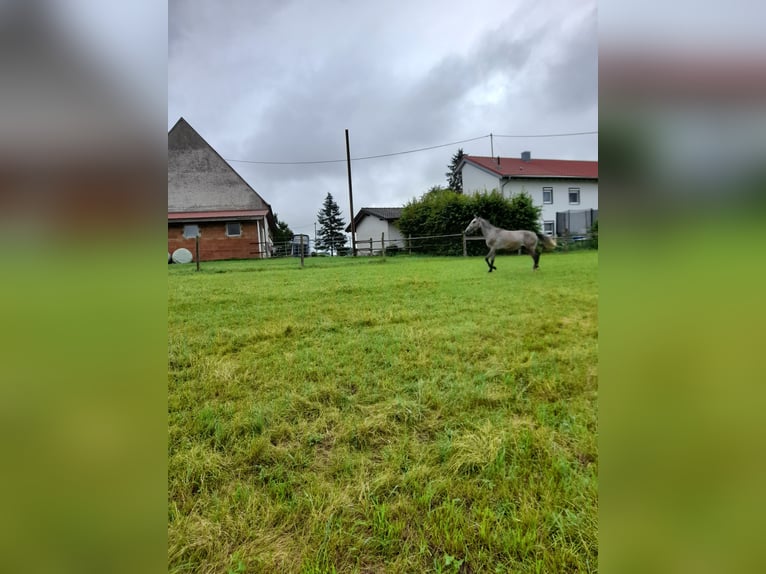 Fler ponnyer/små hästar Valack 3 år 145 cm Braunfalbschimmel in Bad Saulgau