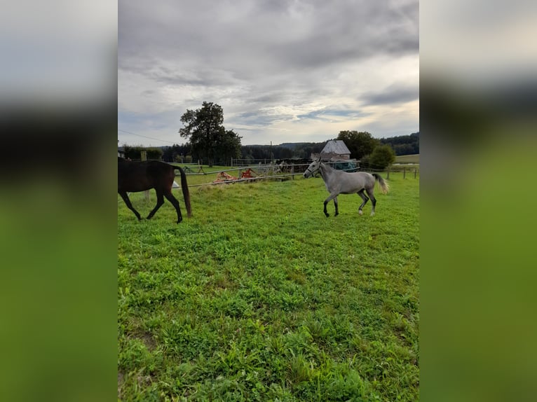 Fler ponnyer/små hästar Valack 3 år 145 cm Braunfalbschimmel in Bad Saulgau