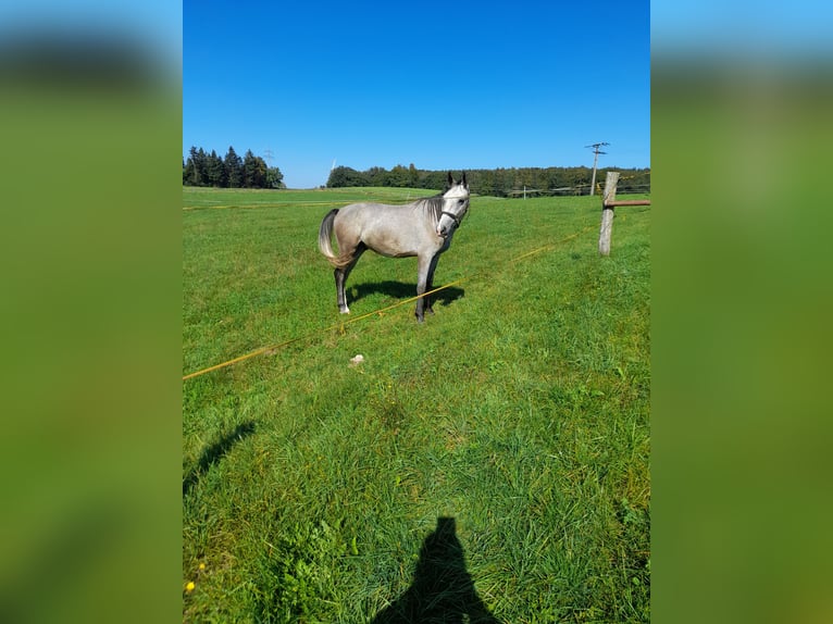 Fler ponnyer/små hästar Valack 3 år 145 cm Braunfalbschimmel in Bad Saulgau