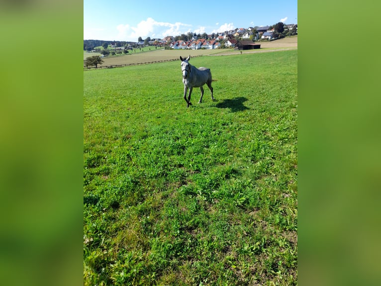 Fler ponnyer/små hästar Valack 3 år 145 cm Braunfalbschimmel in Bad Saulgau