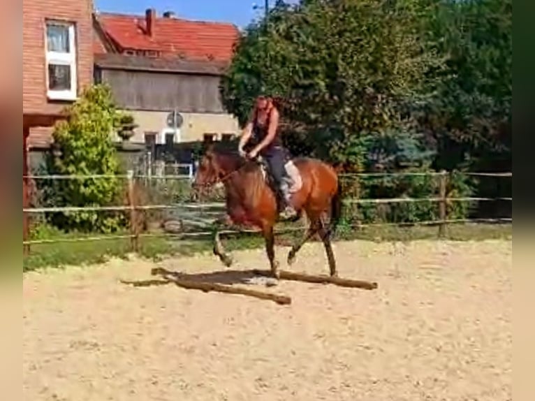 Fler ponnyer/små hästar Valack 3 år 152 cm Brun in Velpke