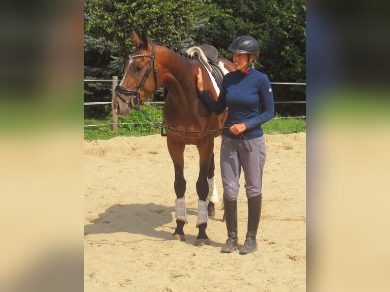 Fler ponnyer/små hästar Valack 3 år 152 cm Brun in Velpke