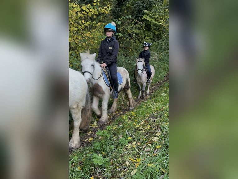 Fler ponnyer/små hästar Valack 4 år 116 cm Kan vara vit in Bogaarden