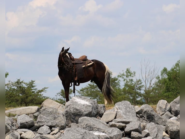 Fler ponnyer/små hästar Valack 4 år 122 cm in Allenwood, PA