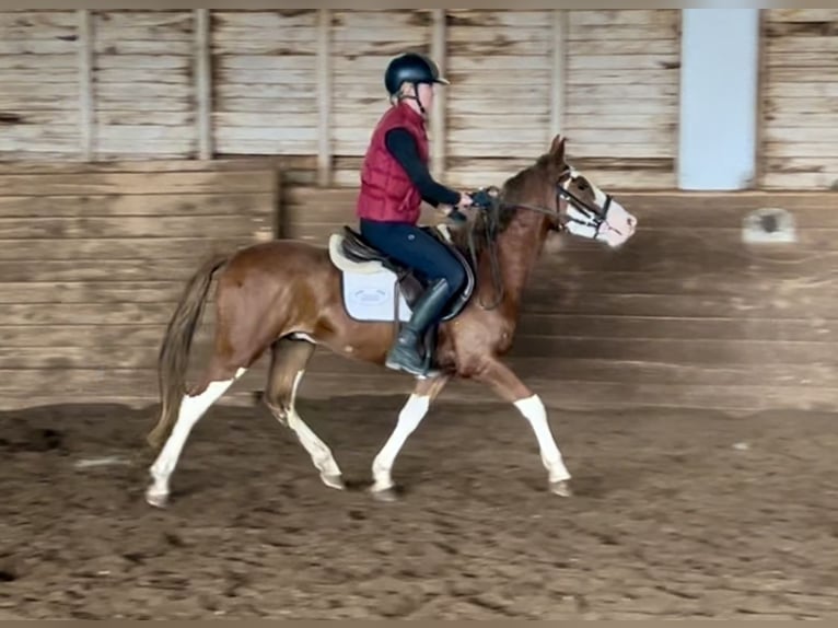 Fler ponnyer/små hästar Valack 4 år 140 cm fux in Pelmberg