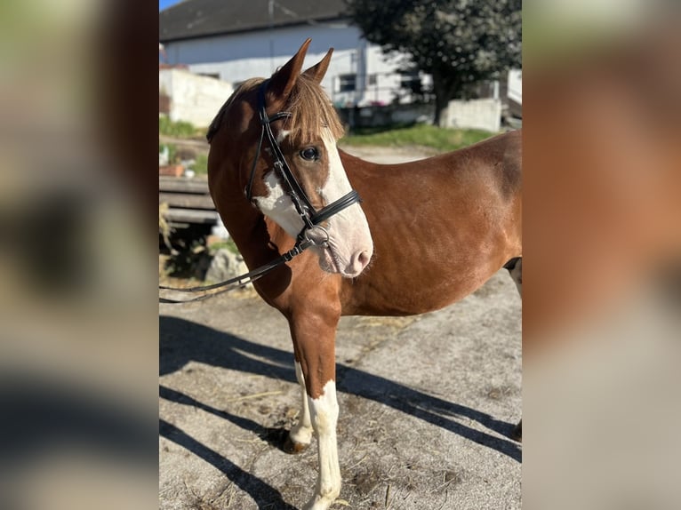 Fler ponnyer/små hästar Valack 4 år 140 cm fux in Pelmberg