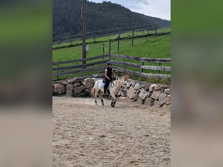 Fler ponnyer/små hästar Blandning Valack 4 år 140 cm Leopard-Piebald in Thannhausen