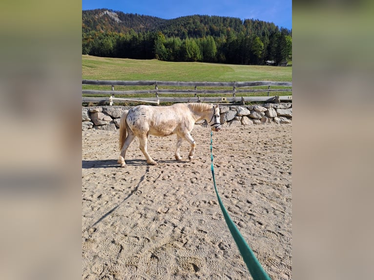 Fler ponnyer/små hästar Blandning Valack 4 år 140 cm Leopard-Piebald in Thannhausen