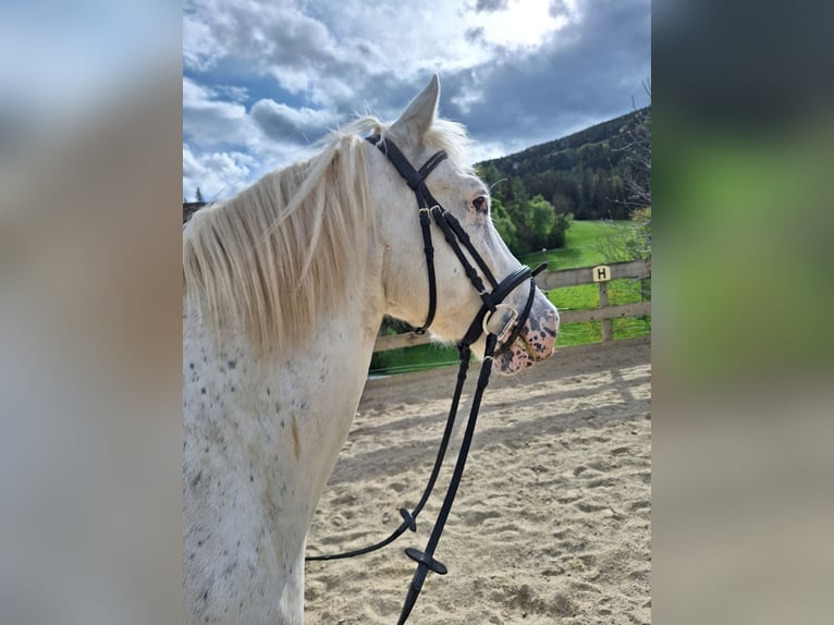 Fler ponnyer/små hästar Blandning Valack 4 år 140 cm Leopard-Piebald in Thannhausen