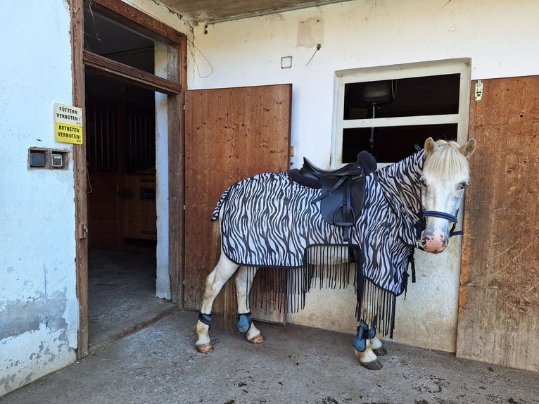 Fler ponnyer/små hästar Blandning Valack 4 år 140 cm Leopard-Piebald in Thannhausen