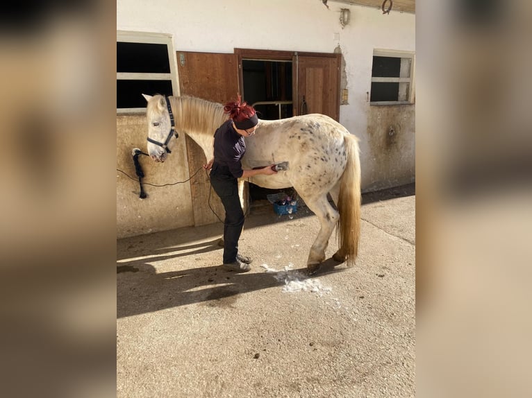 Fler ponnyer/små hästar Blandning Valack 4 år 140 cm Leopard-Piebald in Thannhausen