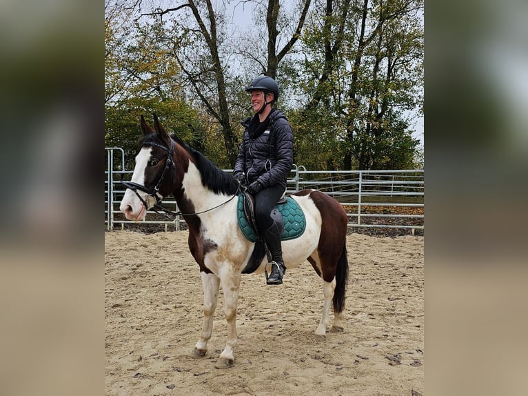 Fler ponnyer/små hästar Valack 4 år 140 cm Pinto in Bad Camberg