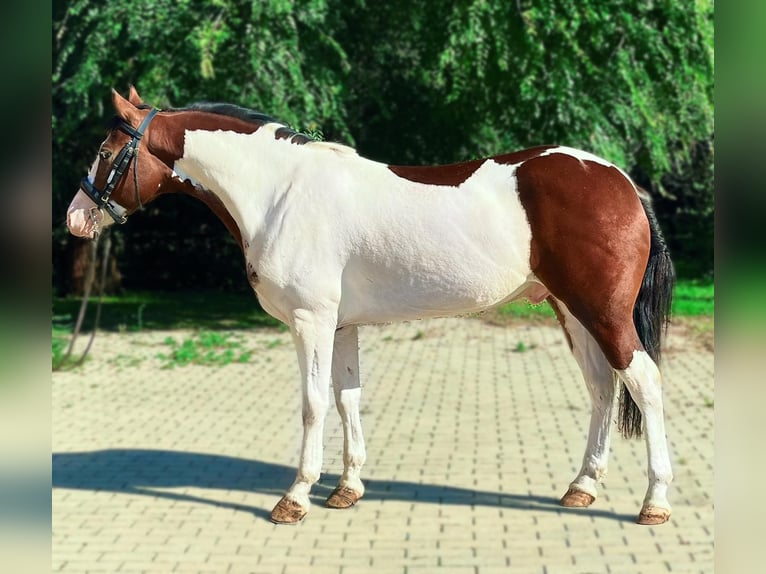 Fler ponnyer/små hästar Valack 4 år 140 cm Pinto in Bad Camberg