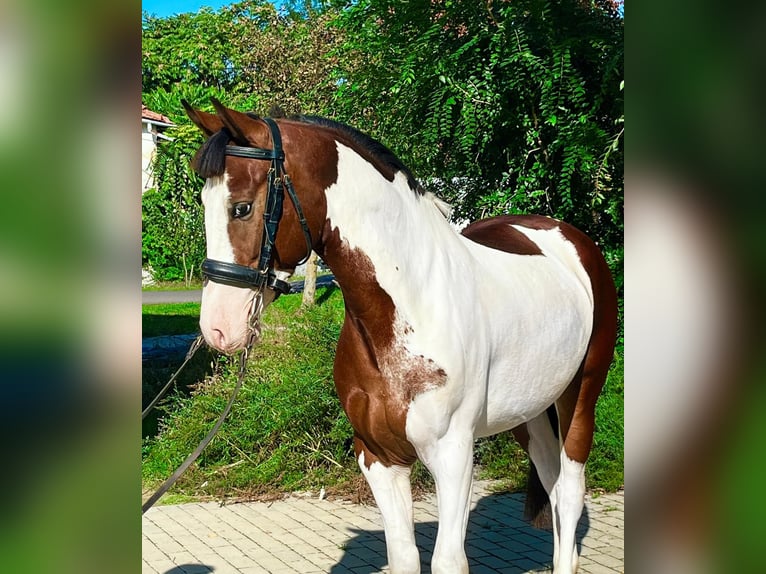 Fler ponnyer/små hästar Valack 4 år 140 cm Pinto in Bad Camberg