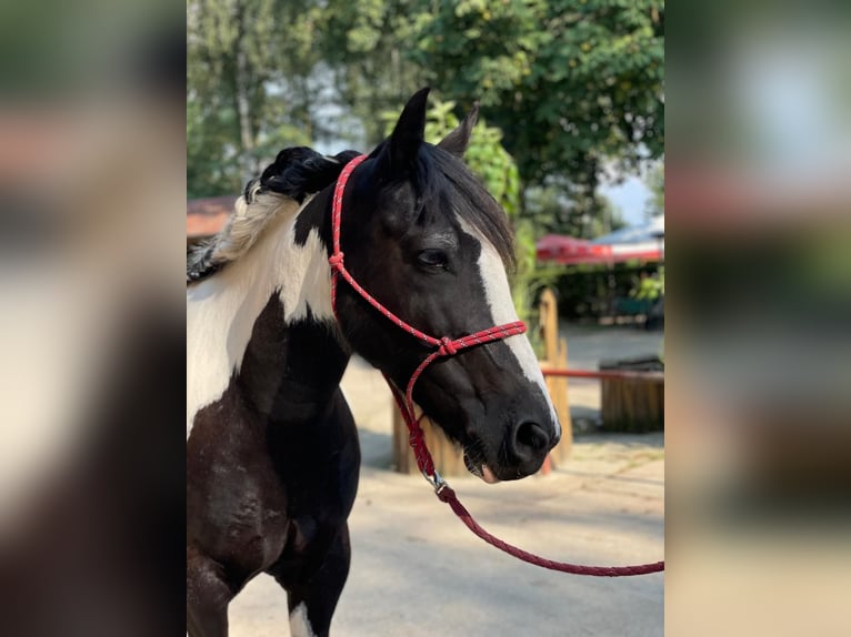 Fler ponnyer/små hästar Valack 4 år 140 cm Rökfärgad svart in Eggermühlen