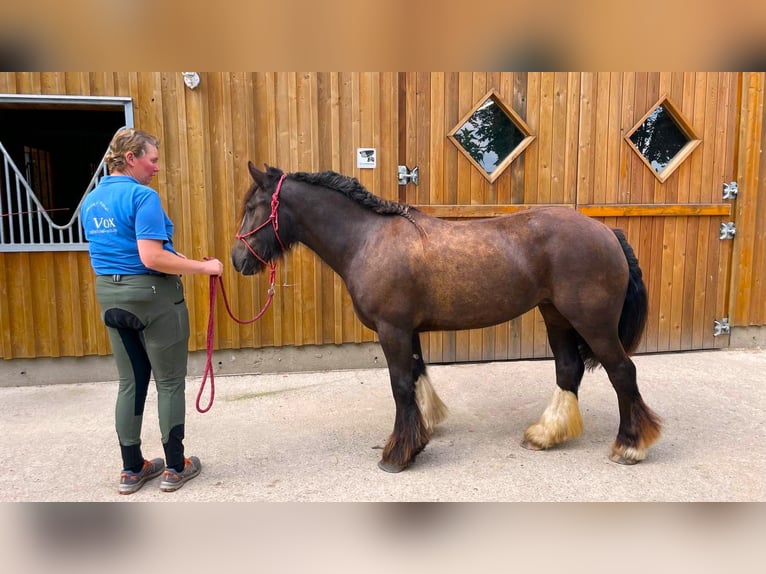 Fler ponnyer/små hästar Valack 4 år 140 cm Rökfärgad svart in Eggermühlen