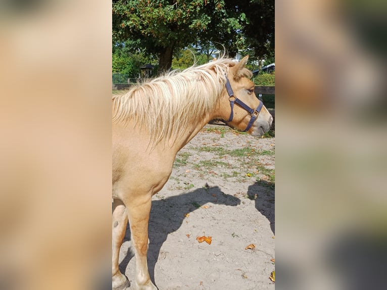 Fler ponnyer/små hästar Blandning Valack 4 år 143 cm fux in Zeewolde