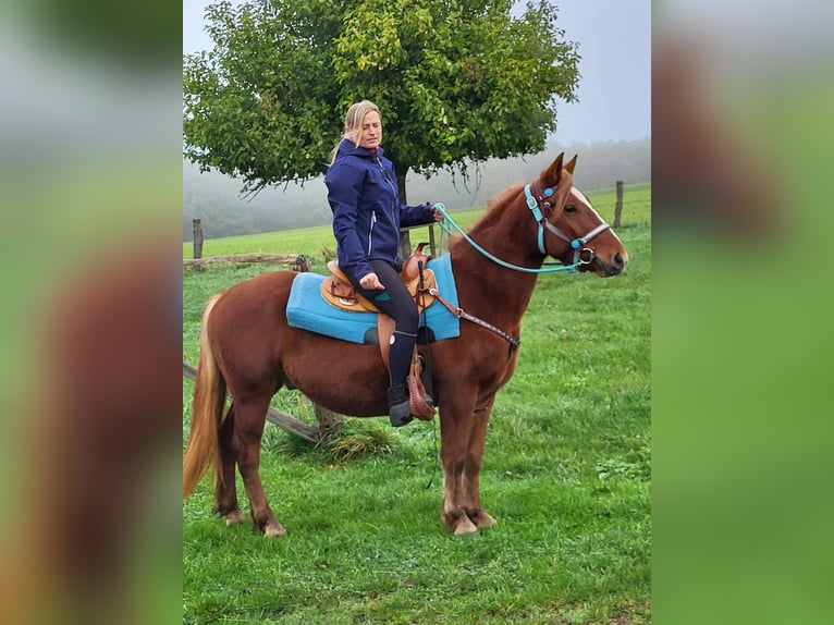 Fler ponnyer/små hästar Valack 4 år 146 cm fux in Linkenbach