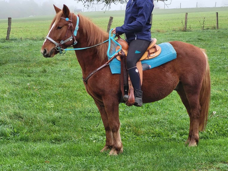 Fler ponnyer/små hästar Valack 4 år 146 cm fux in Linkenbach