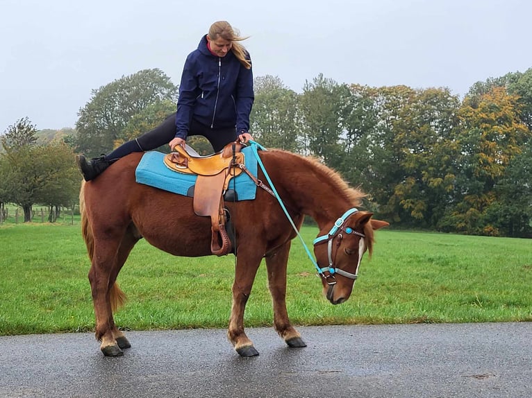 Fler ponnyer/små hästar Valack 4 år 146 cm fux in Linkenbach