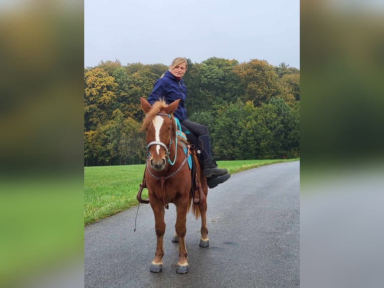 Fler ponnyer/små hästar Valack 4 år 146 cm fux in Linkenbach