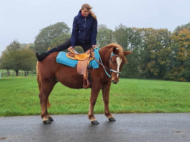Fler ponnyer/små hästar Valack 4 år 146 cm fux in Linkenbach