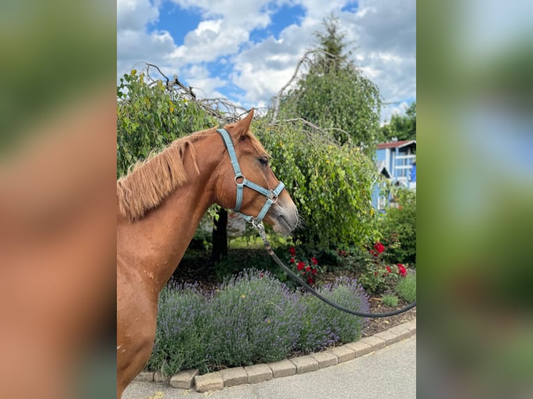 Fler ponnyer/små hästar Valack 4 år 147 cm fux in Iggingen