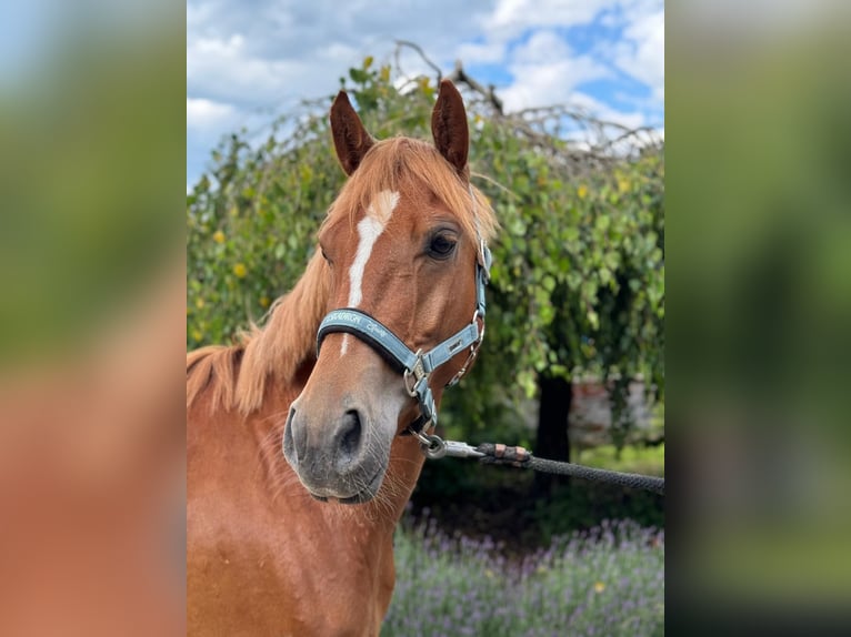 Fler ponnyer/små hästar Valack 4 år 147 cm fux in Iggingen